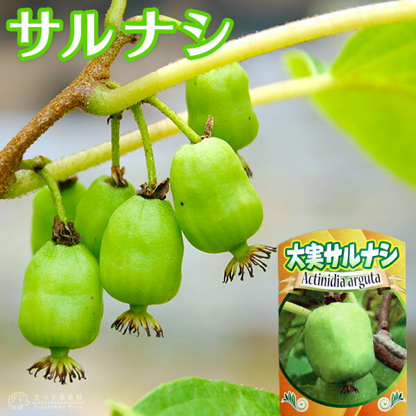 サルナシ 食べてもおいしい 食べ方や栽培方法をご紹介 暮らし の