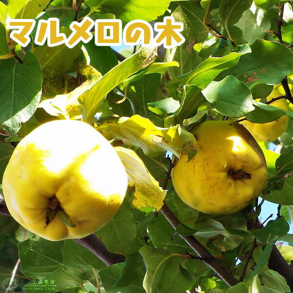 マルメロの木　15cm ( 5号 )ポット接ぎ木苗 （別名：西洋カリン）のサムネイル
