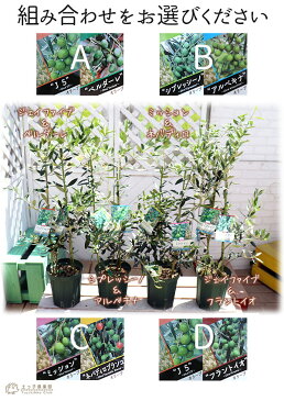 オリーブ 2品種植え ( 2年生 )5号スリット鉢