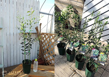 オリーブ 2品種植え ( 2年生 )5号スリット鉢