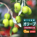 オリーブ （全9品種） 2年生 4号ポット苗   