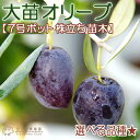 土っ子倶楽部提供 ガーデン・ペット・DIY通販専門店ランキング18位 オリーブ 株立ち大苗 (全12品種) 4年生 7号ポット苗 【 選べる品種 】 土っ子倶楽部提供 ガーデン・ペット・DIY通販専門店ランキング18位 オリーブ 株立ち大苗 (全12品種) 4年生 7号ポット苗 【 選べる品種 】