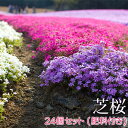 芝桜 24個セット(色混合) 9cmポット苗+肥料800gプレゼント しばざくら 花苗 苗 多年草 土っ子倶楽部