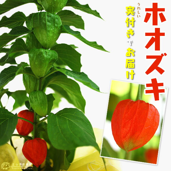 ほおずき （ ホオズキ ） 5号鉢植え 《 実付き 》のサムネイル