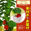 ほおずき ( ホオズキ ) 5号鉢 《 実付き 》 カゴ入りラッピング
