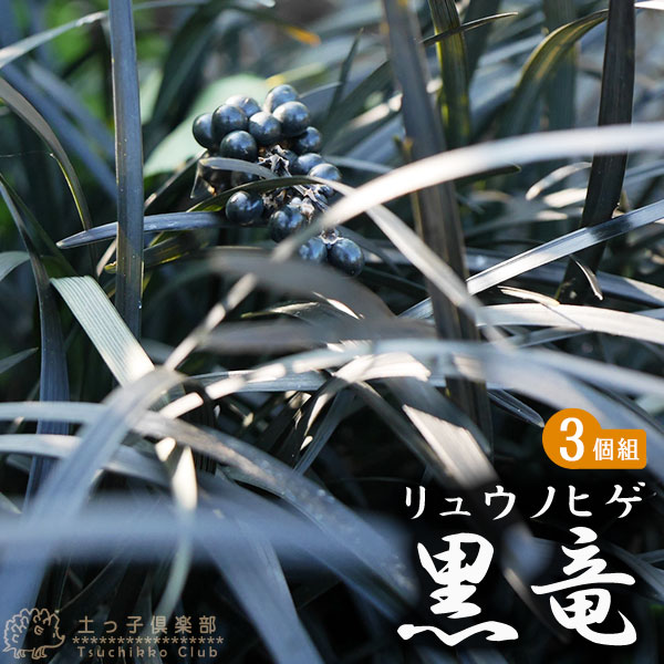 楽天市場】リュウノヒゲ 黒龍(花・ガーデン・DIY)の通販 楽天市場】リュウノヒゲ 黒龍(花・ガーデン・DIY)の通販