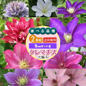 クレマチスの苗｜お庭のガーデニングに！花を楽しめる人気のおすすめが知りたい！