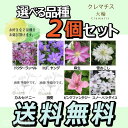 クレマチス 大輪C 9cmポット苗 【 2個セット 】 【 ...