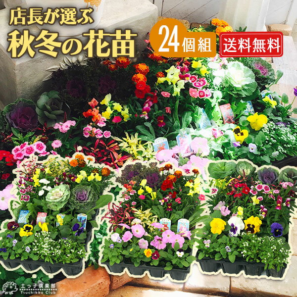 秋冬の花苗24個セット 【 送料無料 】（ 例：パンジー ビオラ ガザニア 葉ボタン 芝桜 ナデシコ 金魚草 アリッサムなどの福袋♪ ） 花苗セット 秋冬