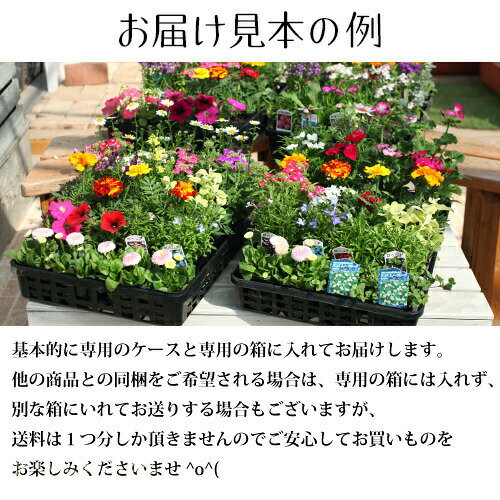 春夏の花苗 24個セット 【 送料無料 】