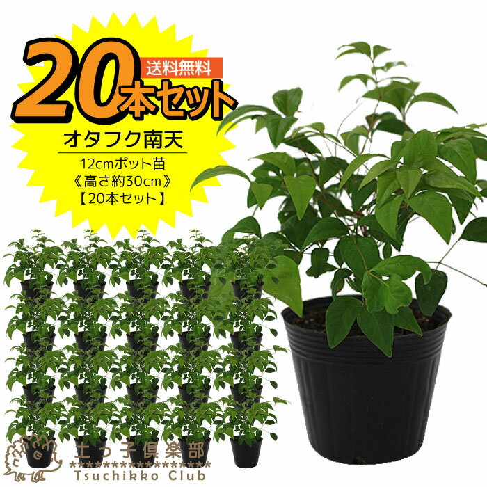 20個セット オタフクナンテン おたふく南天 お多福南天 12cmポッ ト苗 高さ約30cm　【 送料無料 】のサムネイル