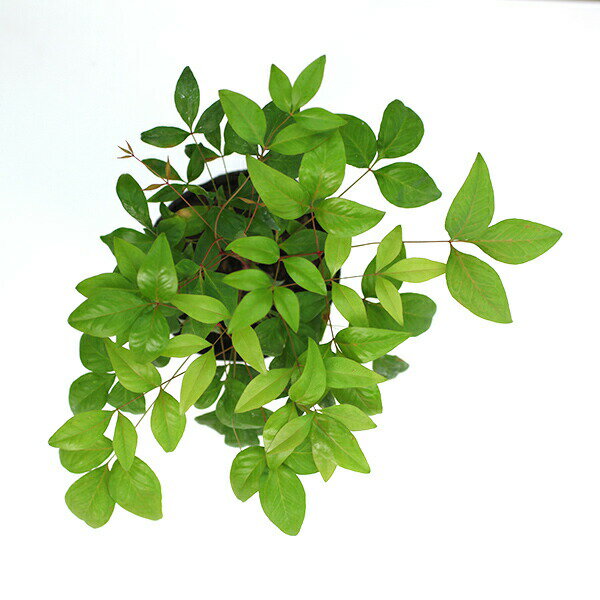 オタフクナンテンの育て方 植え方 増やし方 枯れる原因まで徹底紹介 Kurashi No