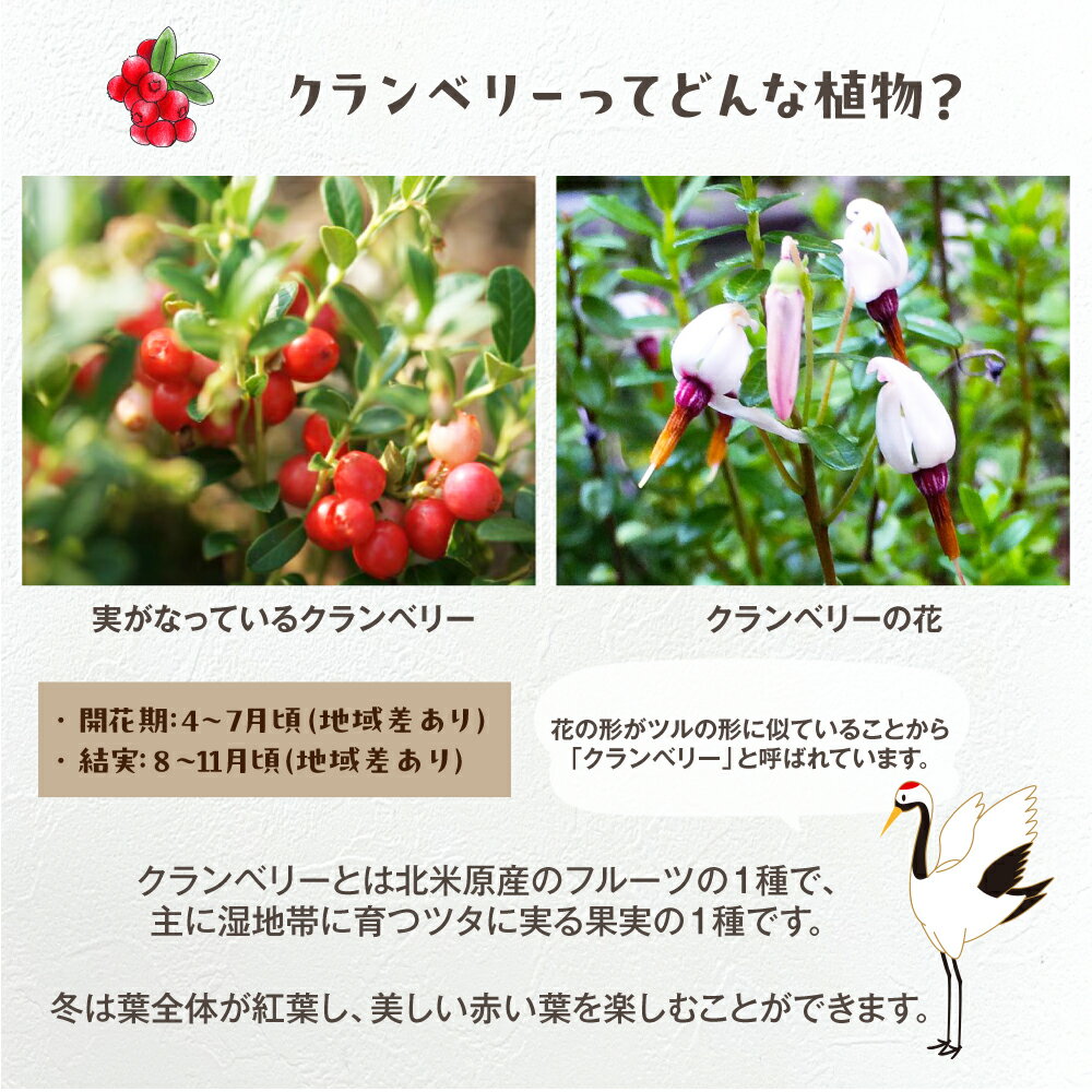 �����٥꡼�ϥ󥮥� �����٤�2���� �� ̥�Ǥ�PP�饿��Х����åȥ��꡼�� �� ����̵�� �����٥꡼ ������� �٥꡼ �� �ݥå� ȭ �ϥ󥮥� ���� �����ǥ˥� �̼� ���տ�ʪ ����Ǽ��� �ڤûҶ����