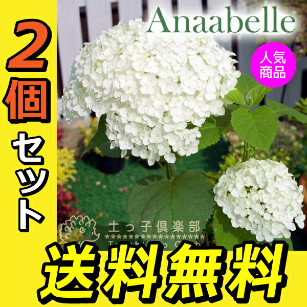 アジサイ　アナベル　白　10.5cmポット 【 送料無料 】 【 2個セット 】