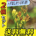 トゲなし「タラの芽の木」 12cm(4号)ポット【 2個セット 】【 送料無料 】