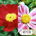 【訳あり・在庫処分】 芍薬 ( シャクヤク ) 12cmポッ...