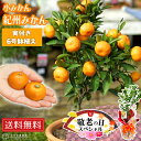 【 敬老の日 】《実付き!!》小みかん(紀州みかん)接ぎ木苗 6号鉢植え おじいちゃん おばあちゃん と楽しい思い出をプレゼントしませんか 敬老の日 果樹 収穫...