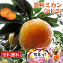 【 敬老の日 】《実付き!!》早生温州ミカン(西海みかん)接ぎ木苗 6号鉢植え おじいちゃん おばあちゃん と楽しい思い出をプレゼントしませんか 敬老の日 果樹...