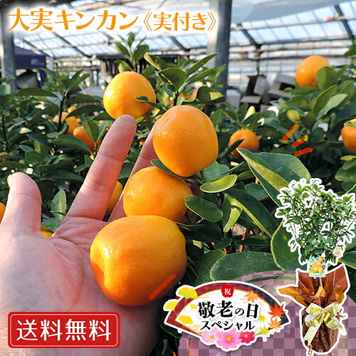 《実付き!!》大実金柑接ぎ木苗6号...