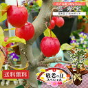【 敬老の日 】≪実付き!≫ 姫 りんご 長寿紅 18cm鉢植え接ぎ木苗 6号鉢植え おじいちゃんおばあちゃんと楽しい思い出をプレゼントしませんか 敬老の日 り...