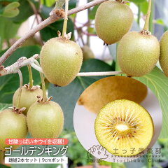 https://thumbnail.image.rakuten.co.jp/@0_mall/tsuchikko/cabinet/contents/item_com/f/f-048_1-1.jpg