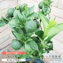 《 実付き 》 スダチ 6号鉢植え 柑橘 薬味 接ぎ木苗 すだち 酢橘 柑橘 自家結実 1本で実がなる 品種 苗 苗木 接ぎ木 接木苗 植木 果樹苗 鉢 庭 自...