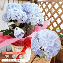 5月13日以降お届け★遅れてごめんね母の日 八重咲き アジサイ『 万華鏡 』ブルー 5号鉢 カゴ入り母の日 母の日ギフト 紫陽花 花 花ギフト 花鉢 薄 青 水...