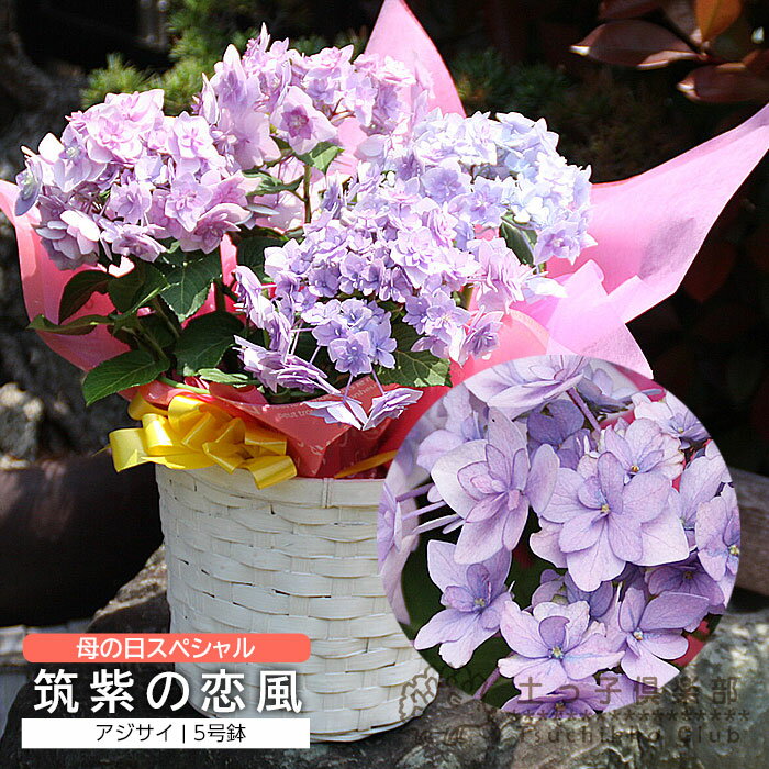 楽天市場】福岡 あじさいの通販