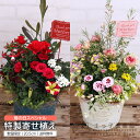 5月13日以降お届け★遅れてごめんね母の日 土っ子倶楽部の母の日特製寄せ植え 母の日 母の日ギフト 花 花ギフト 花鉢 寄せ植え アレンジ 人気 おしゃれ 可愛...