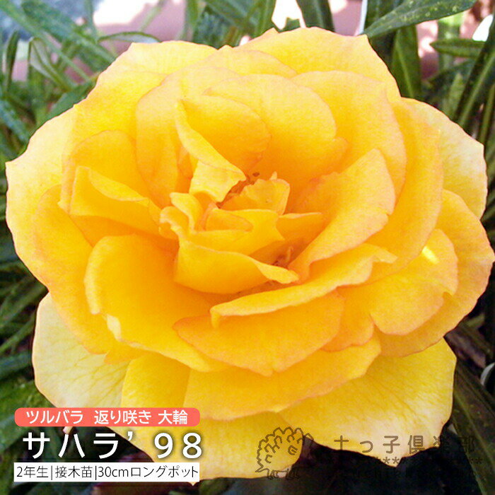 ツルバラ 返り咲き 大輪 『 サハラ ’98 』 2年生 接ぎ木苗 （ クライミングローズ ） バラ バラ苗 薔薇..
