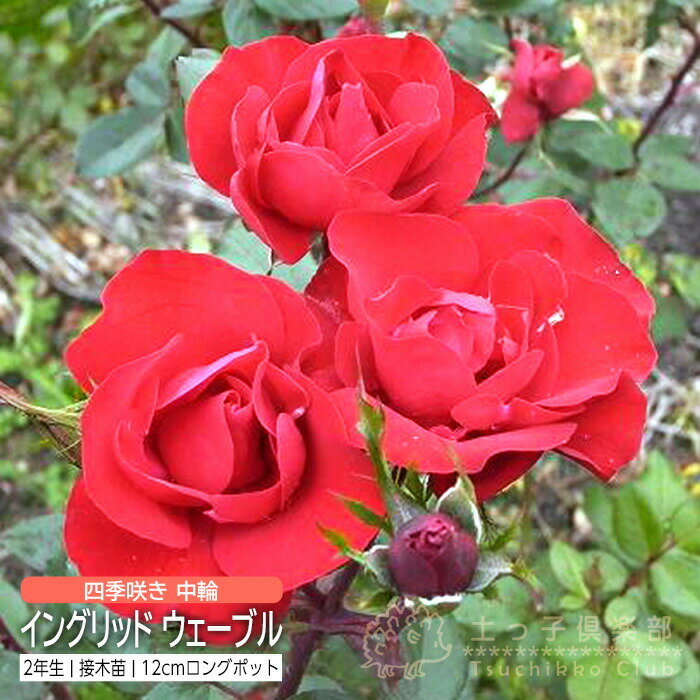 お届けする商品について 鮮やかな朱色、中輪房咲き、半八重咲き。花付き花もちよくコンパクトな樹形にまとまります。樹高は60cmくらい。照葉も美しく、耐病性に優れます。強健でうどんこ病には特に強く、ガーデンに最適な品種です。 商品詳細 お届け時の状態 ・ポットサイズ：12cm(4号)ロングポット ・お届け時高さ：接ぎ木部分から約30cm前後 生産地（育成地） 福岡県 開花時期 四季咲き 花色 赤系 結実時期 - 収穫時期 - 栽培適地 全国栽培可 樹高・草丈 約1〜2m 科名 バラ科 園芸分類 耐寒性落葉低木 用途 鉢、コンテナ、花壇、庭、切り花 結実までの目安 - ※お届け見本株のため、ポットの色、形は写真とは異なることがあります。 ※2年生接ぎ木苗でお届けします。冬季は落葉しています。 ※写真はイメージです。気温や栽培環境により色形が写真とは多少異なることがあります。 育て方のポイント 四季咲き性の品種の場合は、春の花が咲き終わった後に、花の下の茎を剪定すると二番花の開花が期待できるようになります。 野生種や一季咲きのオールドローズは花がら摘みはせず、秋にできる可愛らしいローズヒップを楽しんでください。四季咲き 中輪 『イングリットウェーブル』 2年生 接ぎ木苗 （フロリバンダローズ） フロリバンダローズ【F】 四季咲き 中輪 微香 秋から春頃までの販売！今季もお買い得価格です^^房咲きの中輪バラが次々に咲き、株全体をおおいます。