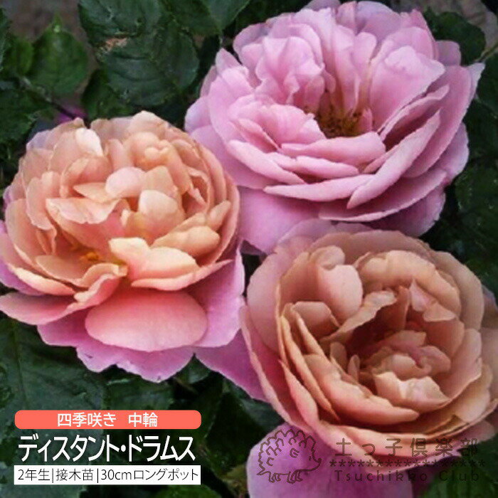 四季咲き 中輪 『 ディスタント・ドラムス 』 2年生 接ぎ木苗 （ フロリバンダローズ ） バラ バラ苗 薔薇 苗木 土っ子倶楽部のサムネイル