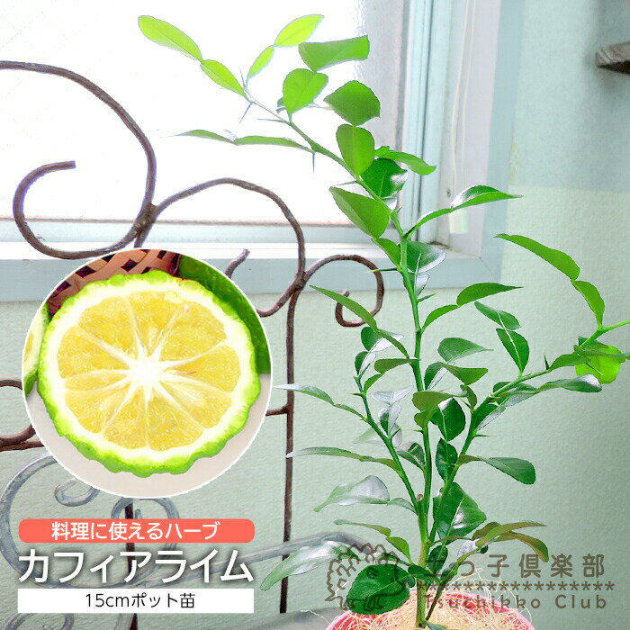 ハーブ柑橘 『 カフィアライム （ こぶみかん ） 』 15cmポット苗のサムネイル