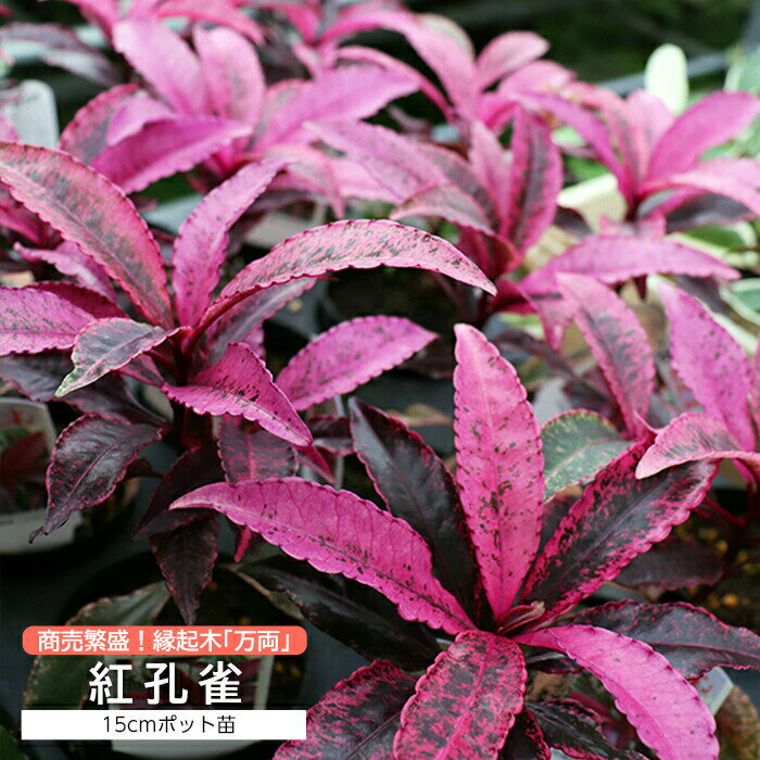 万両『 紅孔雀 （ ベニクジャク ）』15cnポット苗 【 珍種 】