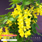 キングサリ ( ボッシー ) 15cmポット 苗木 ( 黄花藤 )キバナフジ ゴールデンチェーン 苗 苗木 フジ 藤 黄色 半ツル性 多花性 花木 シンボルツリー パーゴラ フェンス 鉢植え 土っ子倶楽部