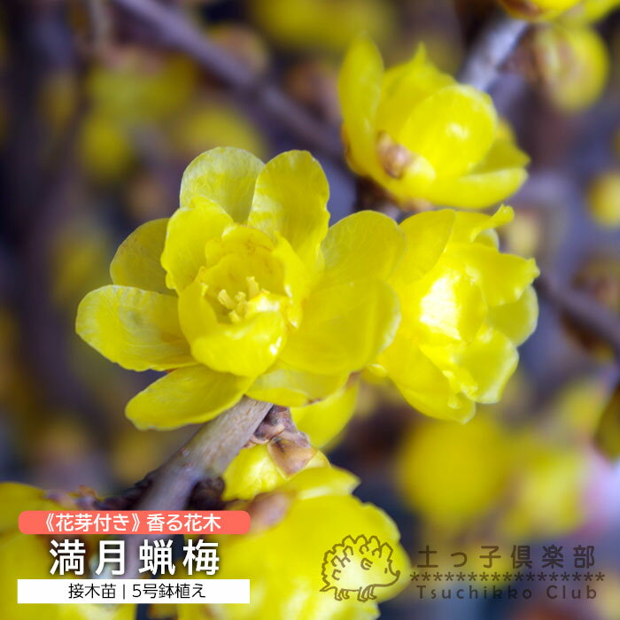 《 花芽付き 》 香る花木 『 満月蝋梅 （ マンゲツロウバイ