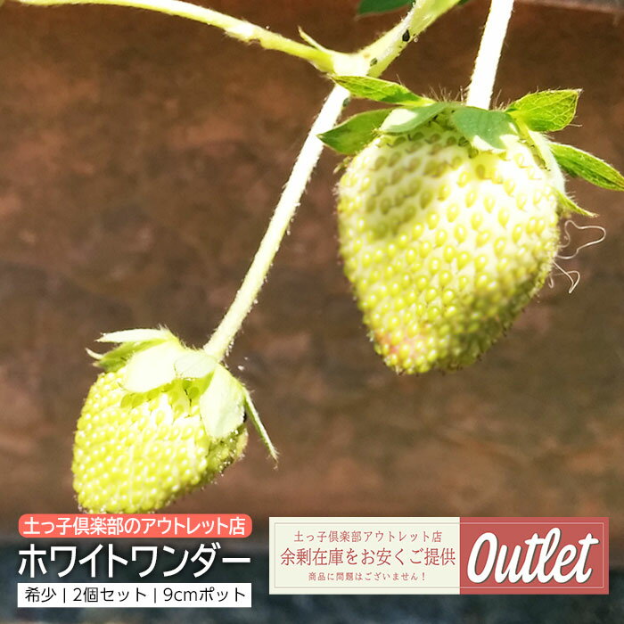 アウトレット 白いちご ホワイトワンダー 9cmポット 希少（2個セット）い...