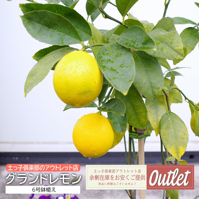 アウトレット レモン 苗木 グランドレモン 6号鉢植えのサムネイル