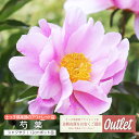 アウトレット 芍薬 シャクヤク 12cmポット苗(2個セット)