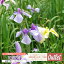 アウトレット 花菖蒲 ハナショウブ 9cmポット苗(2個セット) 1,111円