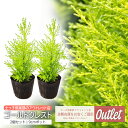 アウトレット コニファー ゴールドクレスト 9cmポット苗(2個セット)