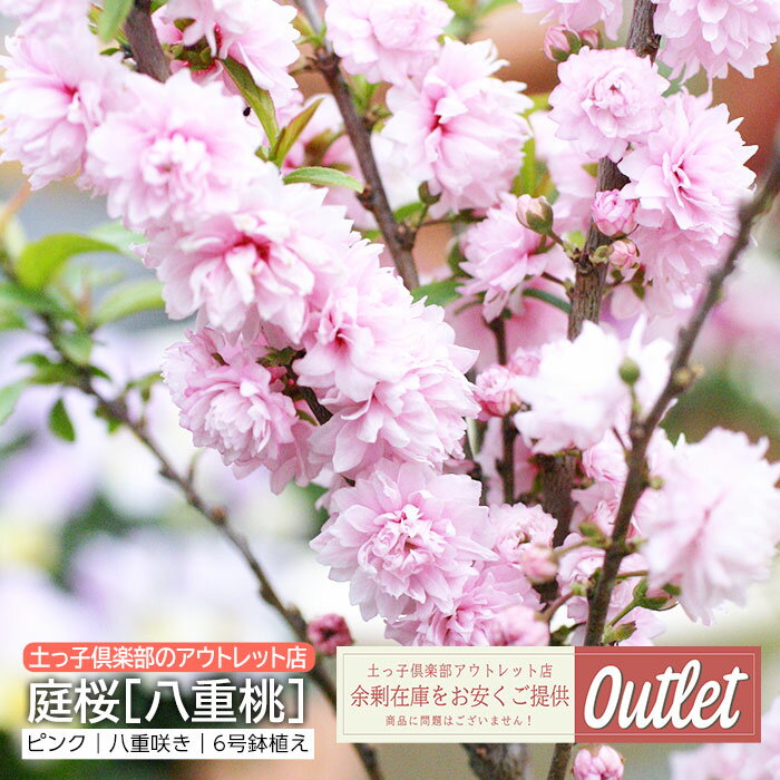 楽天市場】ピンク(種類(植物)サクラ)(植木|ガーデニング 楽天市場】ピンク(種類(植物)サクラ)(植木|ガーデニング