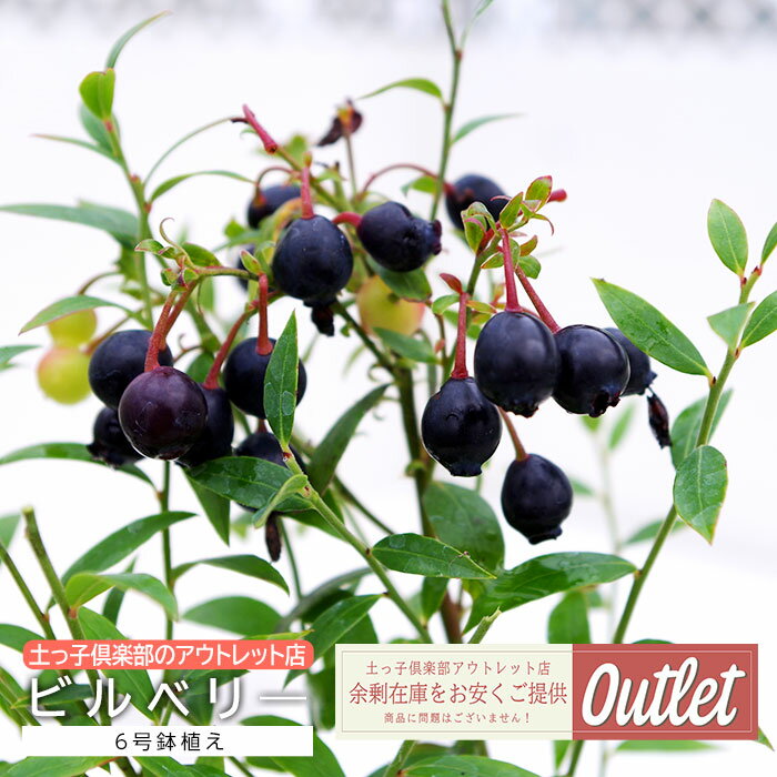 アウトレット ビルベリー 果樹 家庭菜園 6号鉢植え 健康果樹 鉢付きのサムネイル