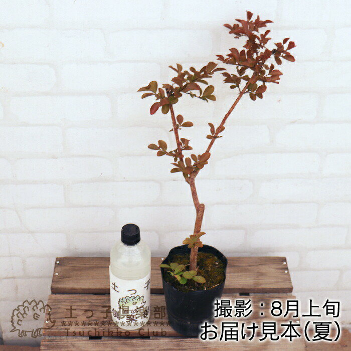 アウトレット サルスベリ 12cmポット苗 (品種不明) 夏の花