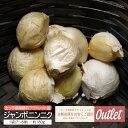 アウトレット ニンニク 球根 『 ジャンボニンニク 』 野菜 多年草 にんにく 薬味 家庭菜園 水耕栽培