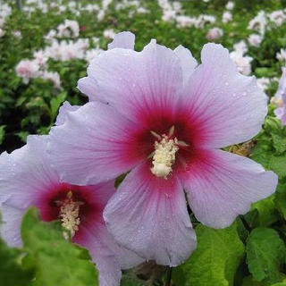 鉢植え、庭植え、観賞用に最適です。‘東洋のハイビスカス！夏を感じさせる花、咲きほこる’木槿（ムクゲ）【レインボー】　4号ポット苗