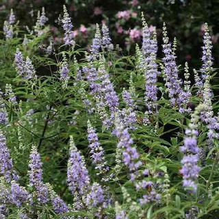 西洋ニンジンボク （ チェストツリー ） 12cmポット苗 苗木 花木 自宅 イングリッ...