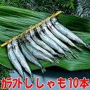 ししゃも1串10本刺(北欧産メスからふとシシャモ丸干し)