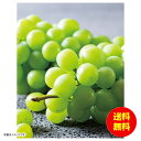 お中元 ダイワ果園 岡山県産シャインマスカット冷蔵 SYM-10RW 【送料無料 北海道・沖縄・東北 別途加算】 [御中元 ギフト 中元 贈り物 結婚内祝い 新...