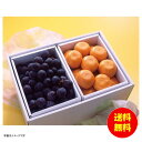 お中元 長野県産種なし巨峰&ハウスみかん冷蔵 YO-1002 【送料無料 北海道・沖縄・東北 別途加算】 [御中元 ギフト 中元 贈り物 結婚内祝い 新築内祝い...